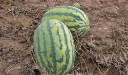 陈小瓜吃瓜,揭秘娱乐圈幕后故事