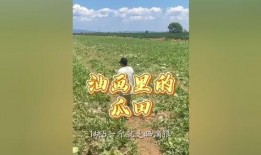 vlog夏天解锁吃瓜