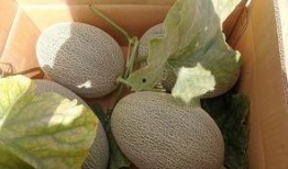 沙漠吃哈密瓜,哈密瓜的传奇之旅