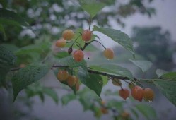 北美吃瓜小樱桃