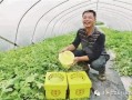 浦东吃瓜好时节,吃瓜好时节，尽享清凉美食之旅