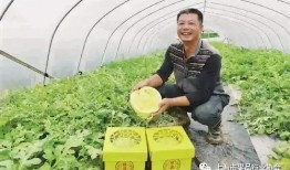 浦东吃瓜好时节,吃瓜好时节，尽享清凉美食之旅