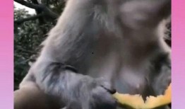 吃瓜猴子的表现,揭秘猴界“吃瓜群众”的欢乐时光