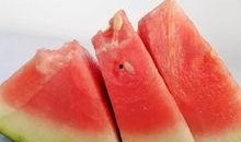 德国贵族吃瓜,瓜果盛宴背后的奢华生活