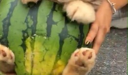 狗吃瓜被打扰,一场宠物与人类的和谐冲突