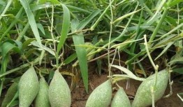 山长吃瓜,揭秘网络热传的神秘事件