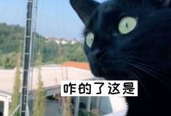 吵架吃瓜配乐,吃瓜群众狂欢曲