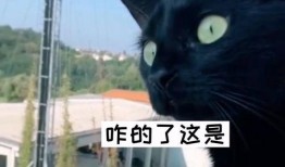 吵架吃瓜配乐,吃瓜群众狂欢曲