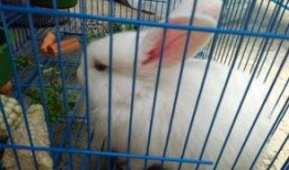 兔子多大可以吃哈密瓜,何时开始享用美味哈密瓜