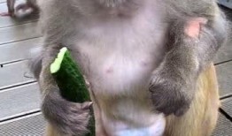 吃瓜猴子的表现,揭秘猴界“吃瓜群众”的欢乐时光
