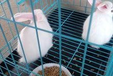 兔子多大可以吃哈密瓜,何时开始享用美味哈密瓜