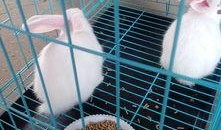 兔子多大可以吃哈密瓜,何时开始享用美味哈密瓜