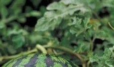 能挖着吃的瓜叫什么瓜,探寻能挖着吃的神奇瓜类