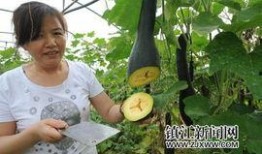 江苏镇江吃瓜,探寻江苏镇江的夏日美食之旅