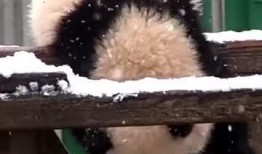 吃瓜小熊异形,揭秘神秘生物的奇幻之旅