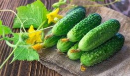 皮球瓜怎么吃才好吃,解锁最佳食用秘诀