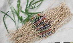 吃瓜拉菲草,探寻神秘植物的传奇故事