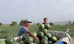 中山吃瓜群众吃蕉视频,趣味吃蕉视频引全民热议