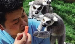 动物吃瓜视频大全,趣味吃瓜瞬间大盘点