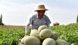 怎么发吃瓜作品,如何轻松制作热门吃瓜作品