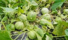 金沙县吃瓜,瓜果飘香，品味田园生活