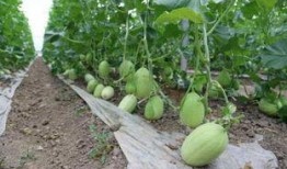 郎郎吃瓜,揭秘娱乐圈的甜蜜与苦涩