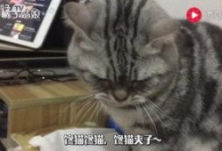 猫可以吃小圆瓜吗,小圆瓜在猫咪饮食中的适宜性解析