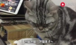 猫可以吃小圆瓜吗,小圆瓜在猫咪饮食中的适宜性解析
