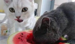 猫吃瓜后拉稀,揭秘瓜果对猫咪肠胃的影响