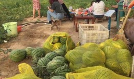 布车吃瓜,揭秘网络热词背后的文化现象