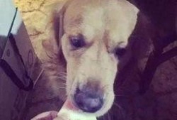 狗吃瓜消化吗,揭秘狗狗消化瓜果的秘密