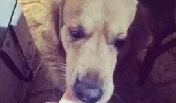 狗吃瓜消化吗,揭秘狗狗消化瓜果的秘密