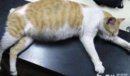 猫吃瓜后拉稀,揭秘瓜果对猫咪肠胃的影响