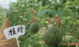 南宁北湖jx营销吃瓜