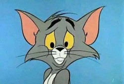 老鼠闯进店里猫吃瓜