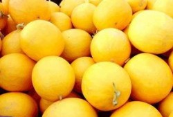 黄河蜜瓜咋吃,美味多汁，尽享夏日清凉