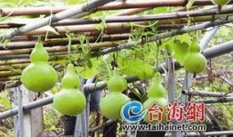 吃葫芦瓜声控,声控葫芦瓜的独特魅力体验