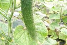 黄瓜尖嘴瓜怎么吃