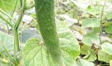 黄瓜尖嘴瓜怎么吃