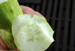 白玉瓜可以剥皮吃吗