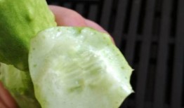 白玉瓜可以剥皮吃吗