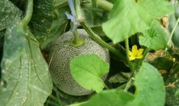 带你吃瓜送金币,畅享娱乐盛宴