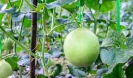 吃瓜嗓子麻,揭秘嗓子不适背后的真相