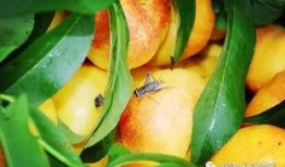 vac仙桃吃瓜,揭秘网络红人吃瓜背后的故事