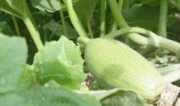 新疆路边吃瓜,路边吃瓜，体验地道西域美食文化