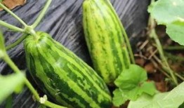 好嗨哒吃瓜视频