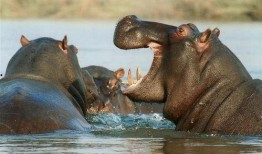 河马吃白瓜,白瓜的诱惑之旅
