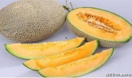 打了狂犬吃哈密瓜,一场意外的味蕾冒险