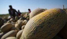 沙漠吃哈密瓜,哈密瓜的传奇之旅