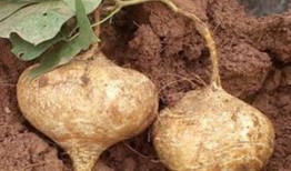 土瓜做吃的,家常土瓜菜谱大集合